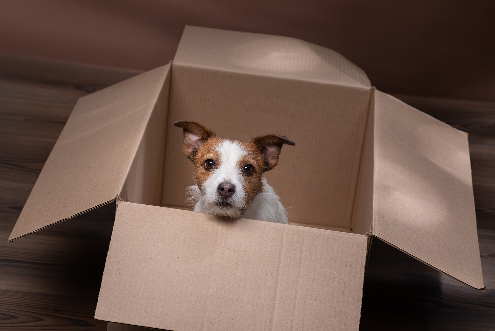 How to move with pets | Edina Realty